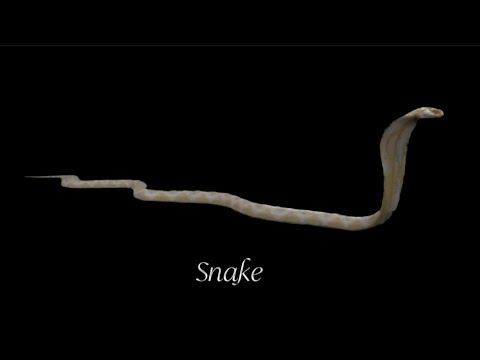 🐍 Snake_Footage - YouTube