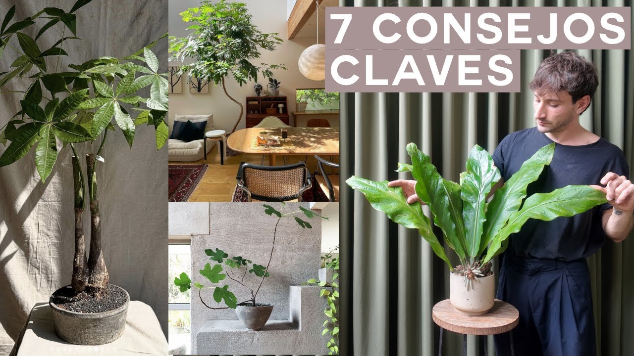 Aprende a DECORAR con PLANTAS de interior para mejorar el diseño de tus espacios.