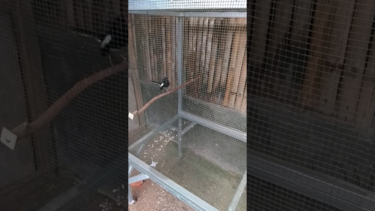 Kacer bahagia muntah isian saat di umbar - YouTube