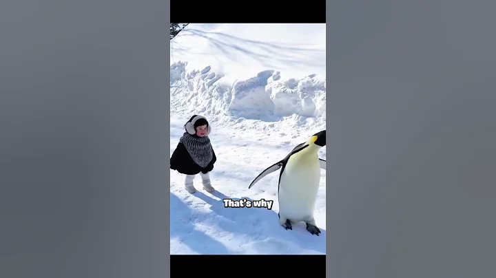 Why You Should Never Touch Penguins in Antarctica.. 🥶 #facts