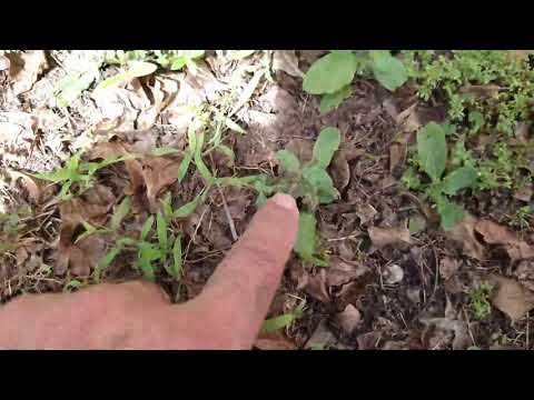 Understanding Weeds (Sedge,