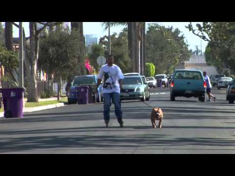 How to Get Your Dog Fit, Healthy, and Happy
