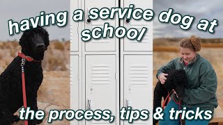 TAKING YOUR SERVICE DOG TO SCHOOL the process + tips & tricks