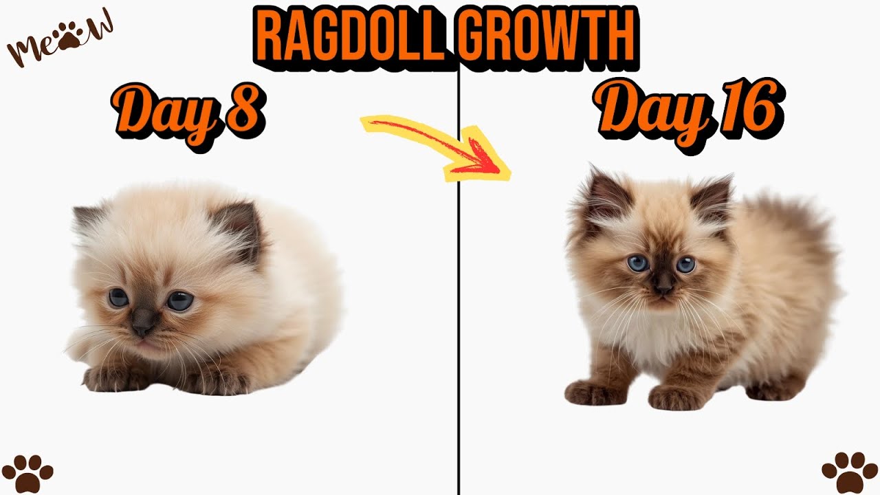 Ragdoll Cat Growth Stages 🔥 | From Day 8 to Day 16 | Cute to Majestic