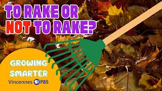 Do you HAVE to rake the leaves when they fall | Growing Smarter