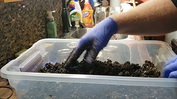 How to do a manure based substrate  and easy pasturizeing method
