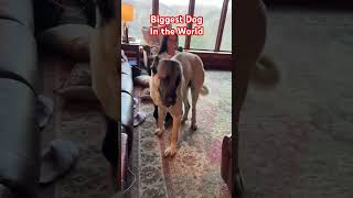 Biggest Dog in the World #viral #funny #viralvideo #puppy #trendingnow #funnypuppy #puppyvideos #gym