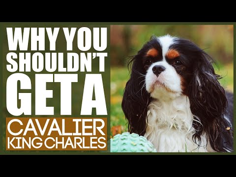 Video: Cavalier King Charles Spaniel Honderas Allergene, Gesondheids- En Lewensduur