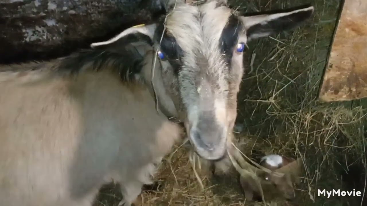 15.01.2026 Козы.