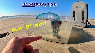 Beachcombing  Man O' War