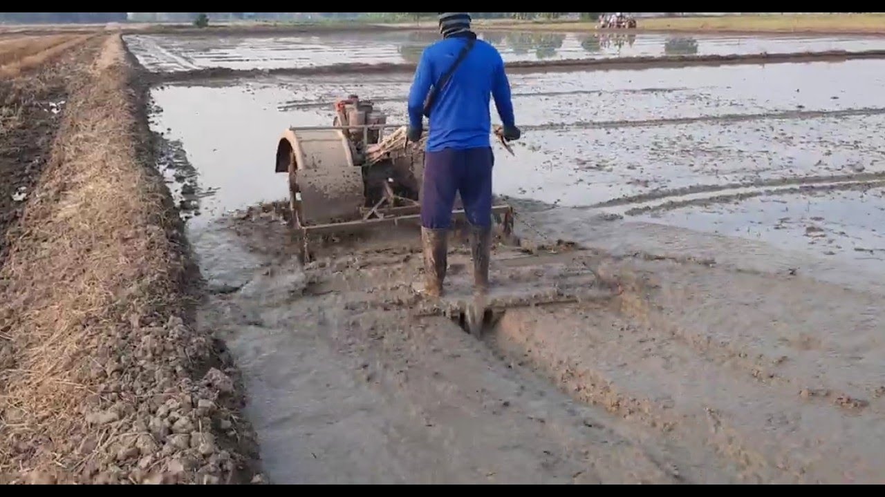 สาธิตวิธีการชักร่องน้ำ พร้อมกับการหว่านข้าว ของคนจังหวัดพิจิตร ทำแบบนี้เอาน้ำออกได้หมด ข้าวงอกงามแน่
