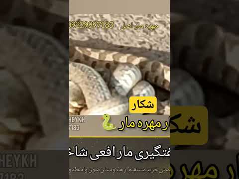 جفتگیری مارافعی شاخدار شکار مهره مار در بیابان 09229897183 حرزالحیه مهره مار احجار كريمة ناگمانی
