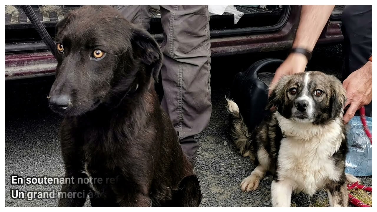 Arrivée de Roumanie de 15 chiens au refuge SPA de Loire Atlantique