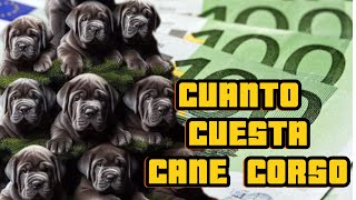 CUANTO CUESTA UN CANE CORSO ?