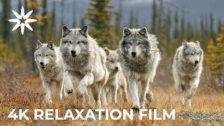 Yukon: Untouched Canadian Wilderness (4K Relaxation Film) | Horizons TV