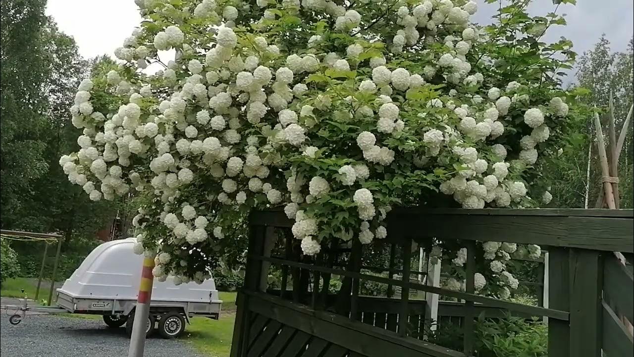 Калина бульденеж осенью фото