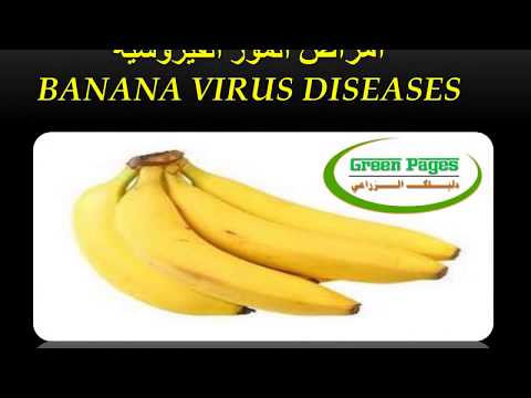 امراض الموز الفيروسية