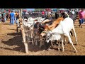 🐂GADO  SOLTEIRO NA💲FEIRA DE GADO EM CACHOEIRINHA PE!! (08/04/2021)