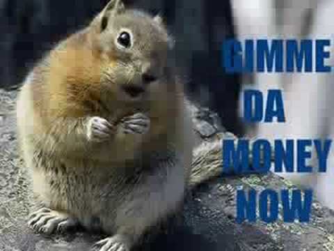 funny-animals-+-hamster-dance-song