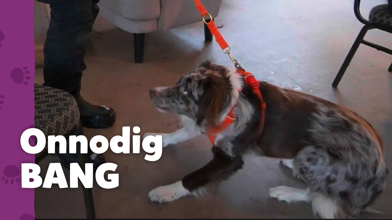 “Het is allemaal niet zo spannend” | Ron’s Honden Spreekuur