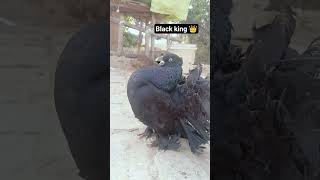 my fancy new video black king #shortvideo #pigeonlaver #fany #pigeon #trendingshorts #trendingreels
