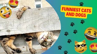 Funniest Cats and Dogs 🐱🐶 Funny Animals Videos 🤣