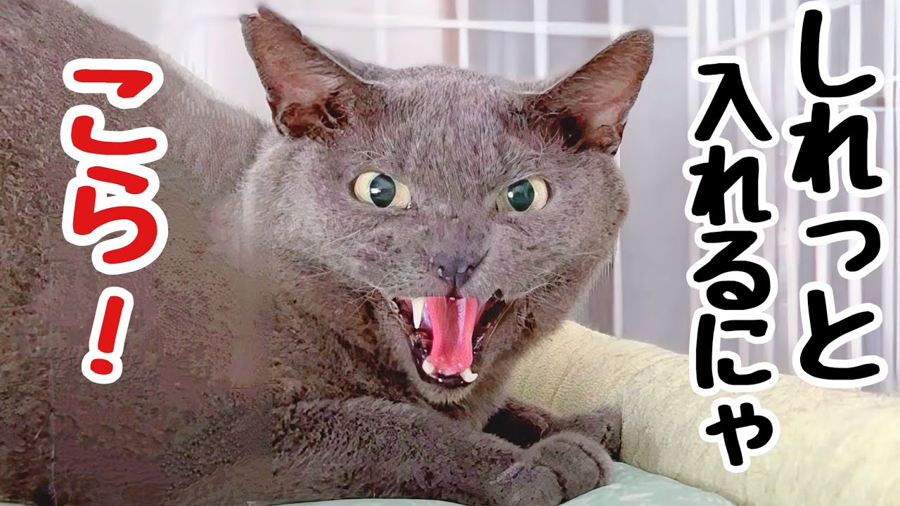 父ちゃん､しれっと野良猫を家猫にする【まさかの2連続】 - YouTube