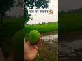 सुकून भरा गाँव का बचपन: 10/365 Days Challenge #villagerlifestyle #shorts#trending #farming #ytshorts
