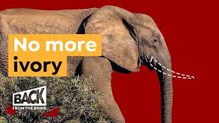 How Not Growing Tusks Saved Elephants' Lives | Back from the Brink