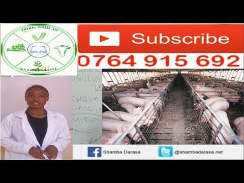 Video: Nguruwe Za Guinea Hufanya Sauti Gani