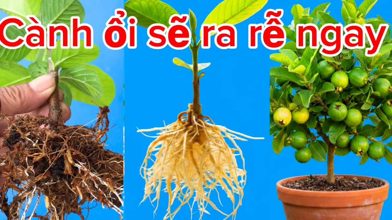 Phương pháp giâm cành ổi mới nhất ra rễ rất nhanh 