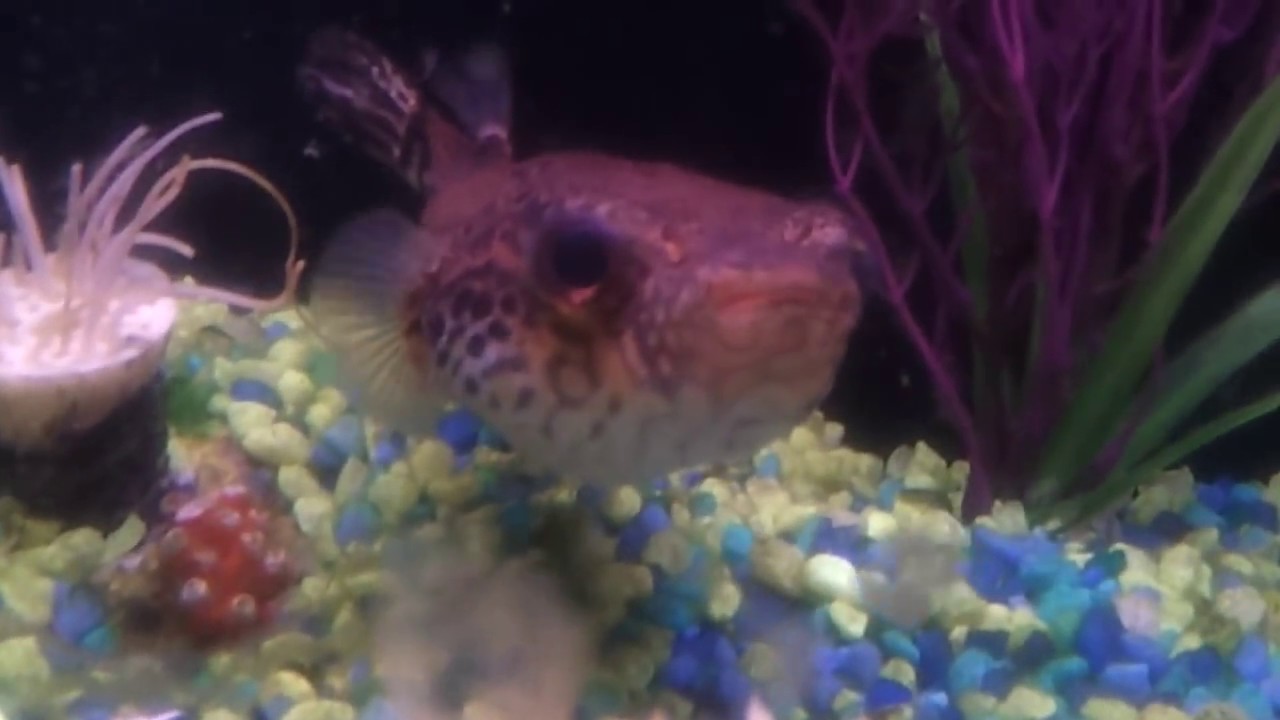 My pet puffer fish eating a crab YouTube