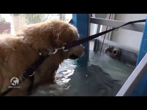 Vídeo: Hidroterapia Para Cães