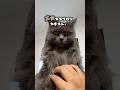 マイペースなねこ様ティーとエル🐱❣️✨️