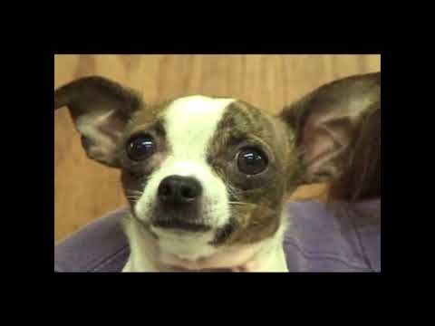 DOGS CAN’T SEE THE VIDEO+4CLIPS [DVD] Language Of Dogs DVD Clip - DTB875P - YouTube