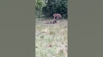 Python Constricts Leopard As It Fights Back