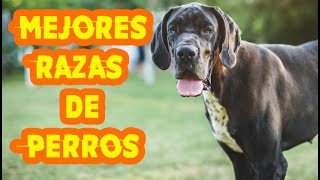 5 Mejores Razas De PERRO para TENER EN CASA-ATH-