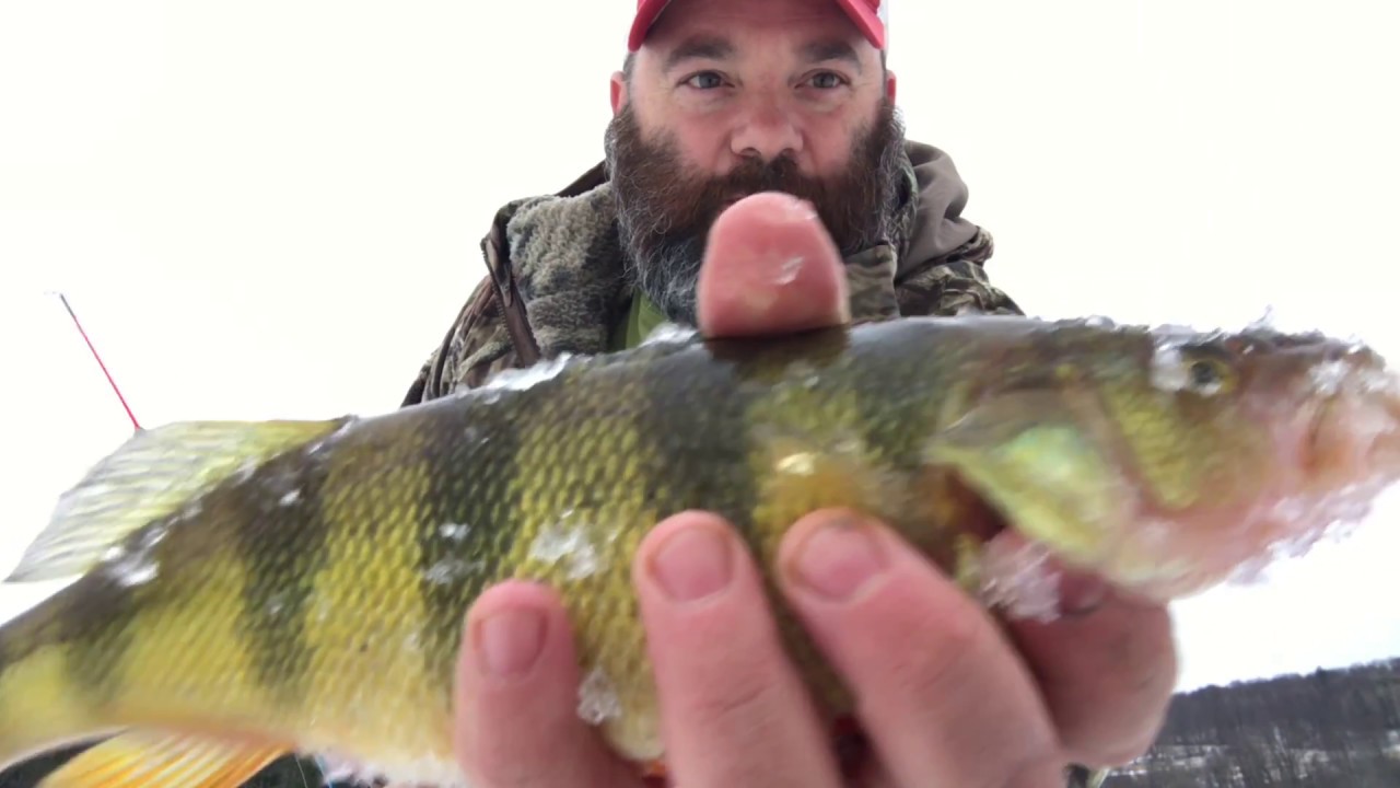 ice fishing for perch the mother load early ice YouTube