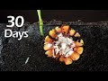 Corn Growing time lapse - 30 days in 2 mins #greentimelapse #gtl #timelapse