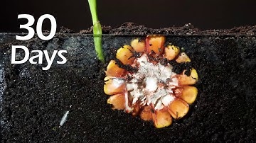 Corn Growing time lapse - 30 days in 2 mins #greentimelapse #gtl #timelapse