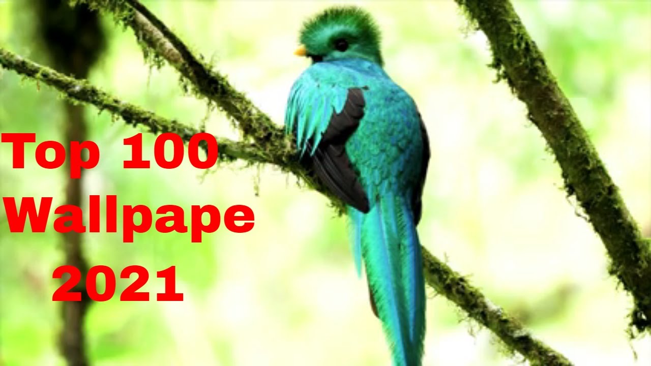 Top 100 All Time Best Wallpaper Engine Wallpapers 2021 YouTube