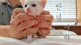 3주차 새끼 고양이 케어 하는 방법/3 week old kitten bottle feeding