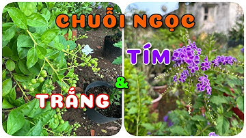 Cây chuỗi Ngọc tím|Cây chuỗi Ngọc trắng|Cây choai | 0386569374 -Ngọc Ngân Bến Tre| Chuyên cây độc lạ