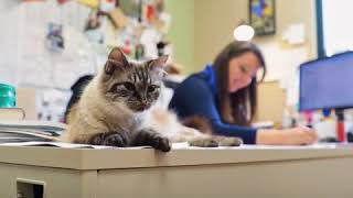 Changing Perceptions: Salina Animal Services
