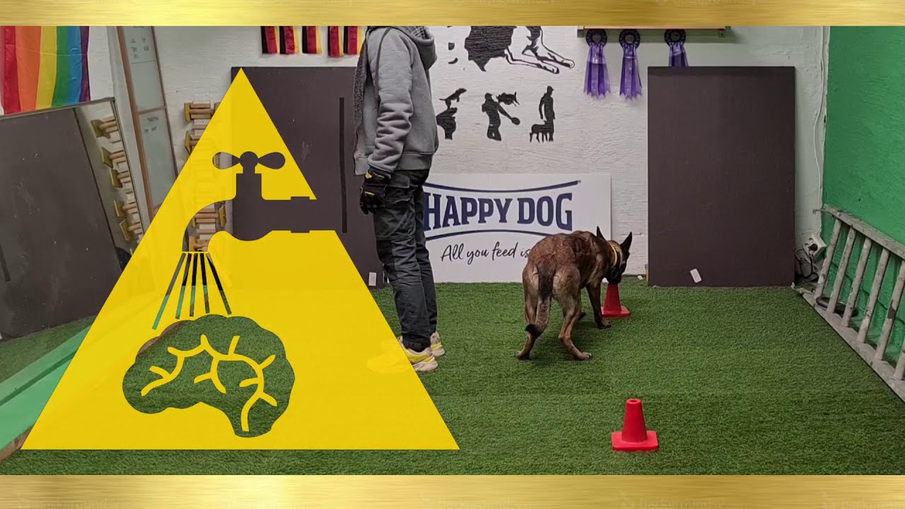 Dog Directional Training. Teaching 180 Turn