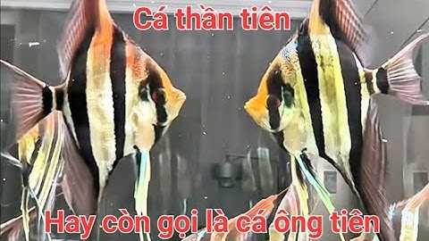 Cá Thần Tiên - Đặc điểm và cách chăm sóc cá thần tiên