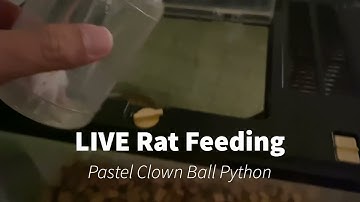 Pastel Clown Ball Python feeding on baby rat