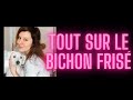 Bichon fris tout ce que vous devez savoir premier chien chien familiale choses  savoir