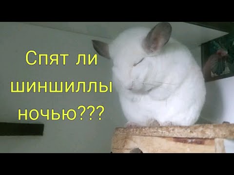 Видео: Спят ли шиншиллы ночью?