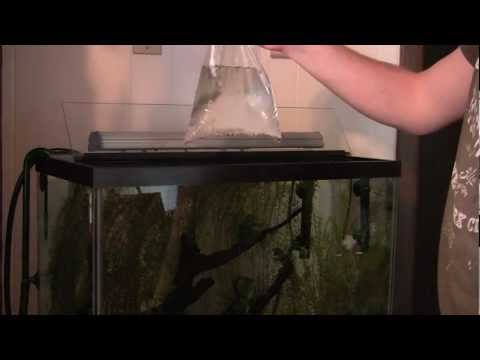 How to Acclimate using the Float Method